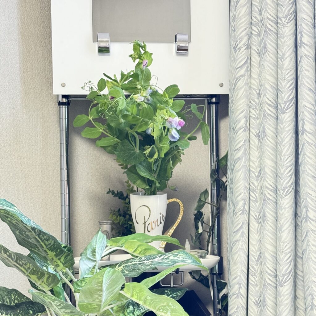 インテリア仏壇「鏡壇ミラリエ」「鏡壇ミロワ」に今日（3/17）の誕生花の「エンドウ（豌豆）」 を飾ってみました。